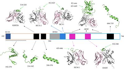 Computational Modeling of Hepatitis C Virus Envelope Glycoprotein Structure and Recognition